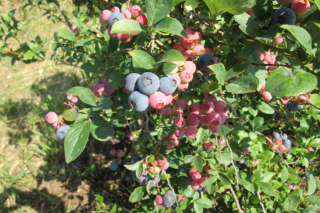 富津アクアファームの写真1