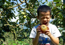湖畔リンゴ園の写真1