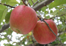 正岡観光りんご園の写真1