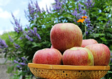 青木農園の写真1