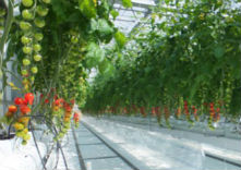 森の国ファームの写真1