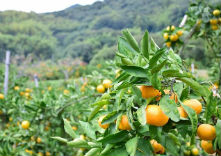 パイロット松下園の写真1