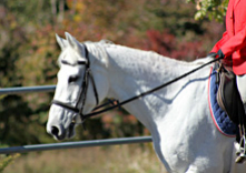 乗馬倶楽部 軽井沢リバリーヤードの写真1