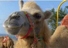 らくだ屋の写真1