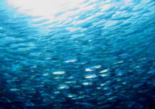 宮城ダイビングサービス ハイブリッジの写真1