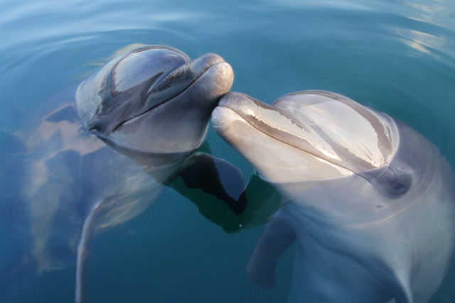 Dolphin☆Journey池袋店の写真1