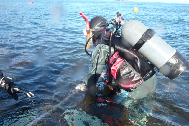 Blue Dolphin Japanの写真1