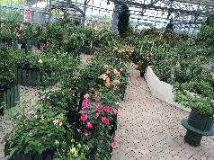 はな阿蘇美の写真1