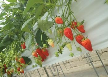 大野観光いちご園の写真1