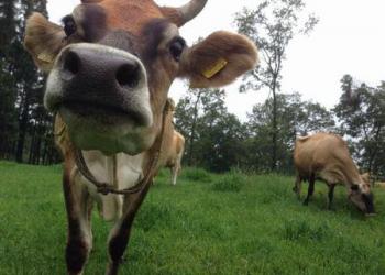 森林ノ牧場 那須の写真1