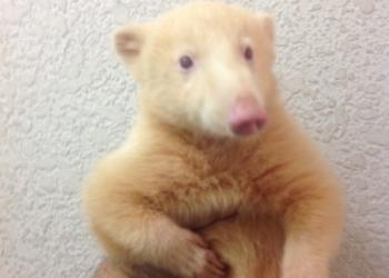 珍獣ふれ愛ハウスダーウィンの写真1