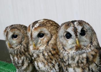 ふくろうの家の写真1