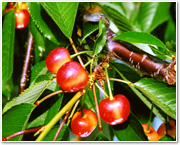 山形チェリーランド/上山観光フルーツ園の写真1