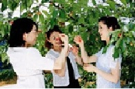 ふる里観光果樹園の写真1