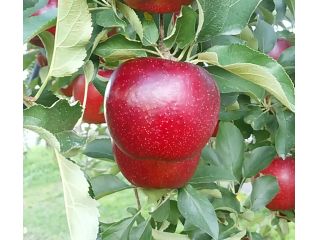 マルダイ大場農園の写真1