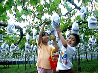 観光農園 福田グリーン農園の写真1