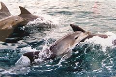 天草 イルカクラブの写真1