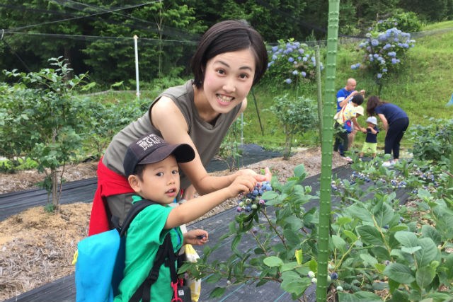 ブルーベリーの丘ホピの写真1