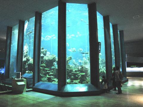 東海大学海洋学部博物館 海のはくぶつかんの写真1