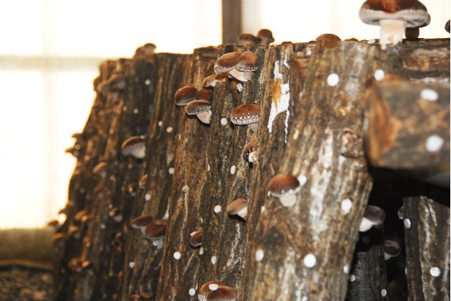 しいたけ屋野呂食品の写真1