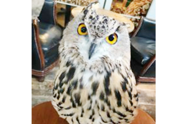 渋谷ふくろう CAFE HOOT HOOTの写真1