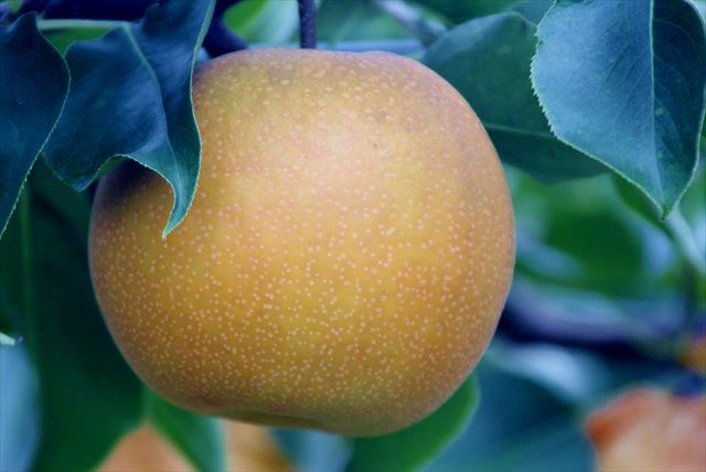 フルーツ王国やさかの写真1