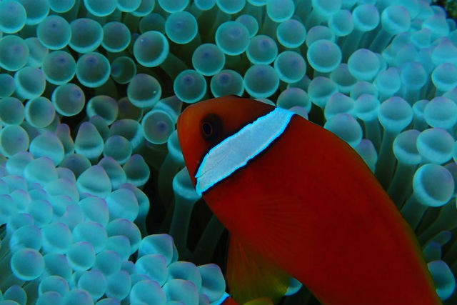 TOICダイビングスクールの写真1