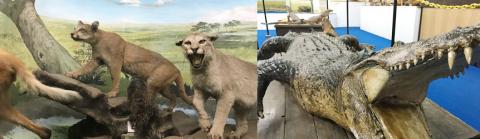 つやま自然のふしぎ館の写真1