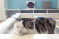 Moff animal cafe iias(つくば店)