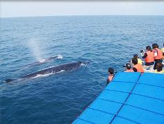 ホエールウォッチングin桂浜