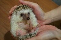 Moff animal cafe(イオンモール幕張新都心店)