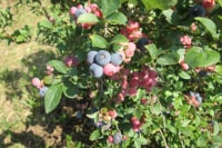 富津アクアファーム