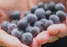 メルファーふたがみ