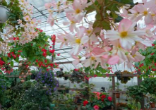 ポンポコ村 ベゴニアガーデン