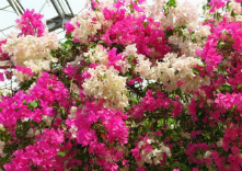 観光農園 ユートピアファーム宮古島