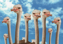 ダチョウらんど沖縄