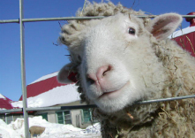 スピナーズファーム タナカ