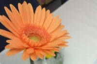 プリザーブドフラワー花大学