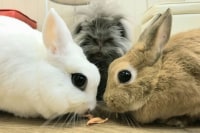 うさぎカフェ うさびび