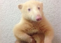 珍獣ふれ愛ハウスダーウィン