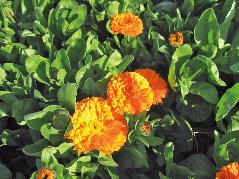 花の里フローラルビレッジ名倉