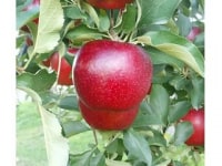 マルダイ大場農園