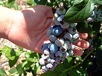 松井農園 りんご狩り ブルーベリー狩り