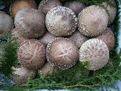 大杉しいたけ園