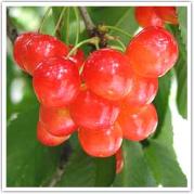 牧野観光フルーツ園