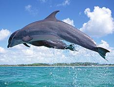 天草イルカパルセンター 恵丸