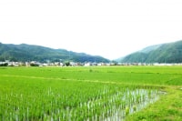 游山化計画ゴロー