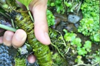 SHI-SHI  TheCollaboration