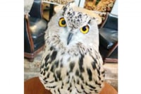 渋谷ふくろう CAFE HOOT HOOT