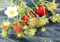 山本観光果樹園